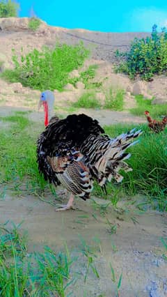 Breeder Turkey Birds For sale