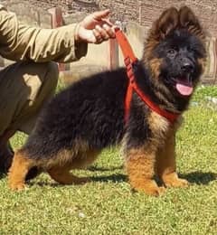 German shepherd
