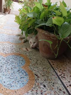 male cat