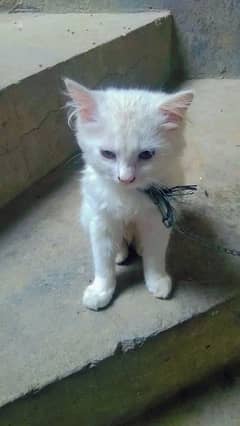 persian cat wite colar ki ha