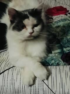 Persian