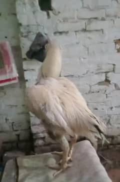 Heera