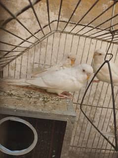 budgies