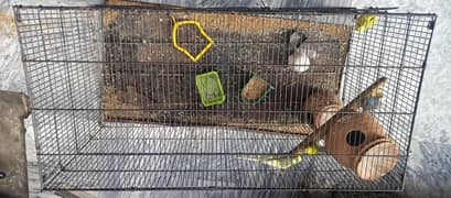 1 Cage 4x2 with 4 Australians parrots