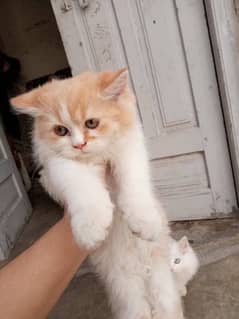 Cat male for sale