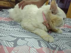 Persian cat for sale