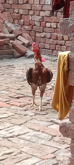 murgha abi patha he