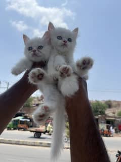 kittens available & Female odd eyes breeder cat