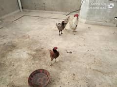 2 misri hen 1 aseel  1 farmi murga