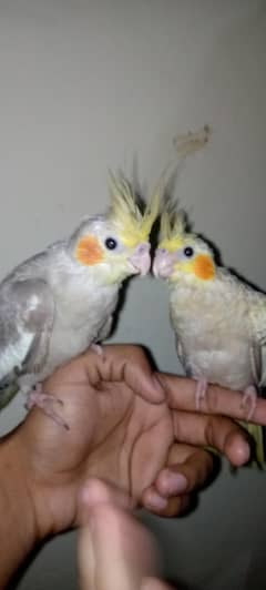 hand
