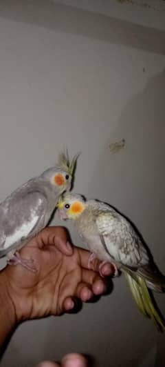 hand tame cocktail