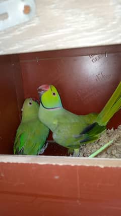 Green Ring Neck Parrot  Breeder Pair