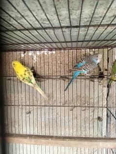 Budgie
