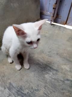 cat baby