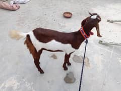 bakri for sale