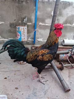 aseel murga