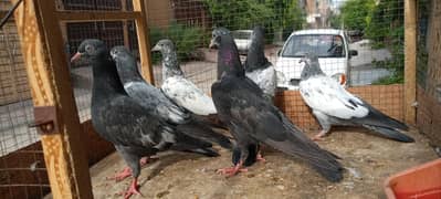 parwazi pigeons