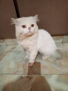 Persian