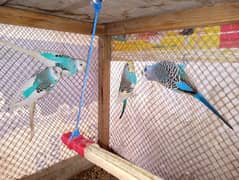 Parrots