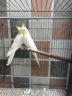 Doves,Budgies, Cocktail and Love Birds Available