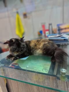 persian cat
