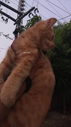 Doll face Persian pair six month age