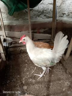 White Murga and Murgi desii