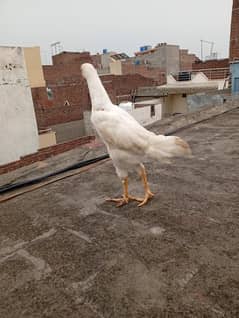 heera