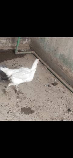 Aseel White female / kg