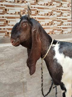 kamori bakri