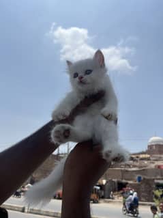 Kitten