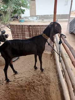 Beetal Bakri