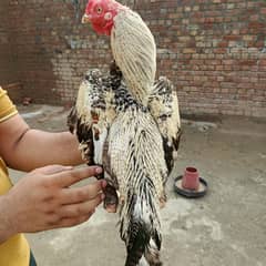 Mianwali
