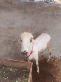 Mundra