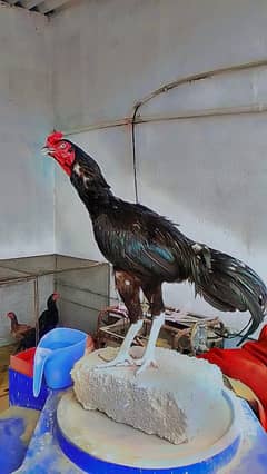 Minwali mushka phata or cheena madi
