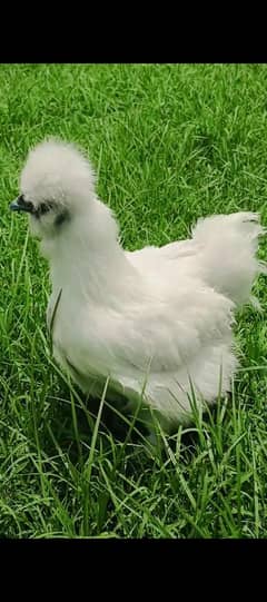 Silkie Female