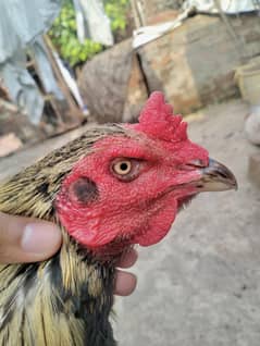 owner[03084461955]Pakistani murga hai hight quality