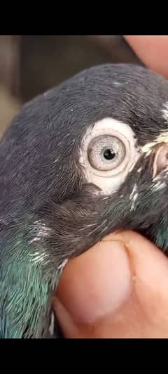 Pigeon