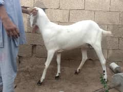 2dant