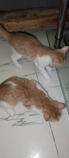 two female cats 3 months American Persian cat