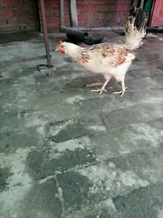 Golden misri 2 female hen