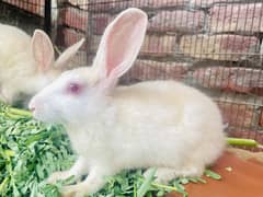 Rabbit 4 pice