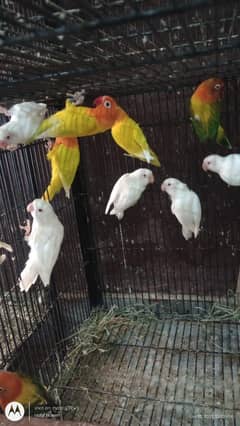 Breeder