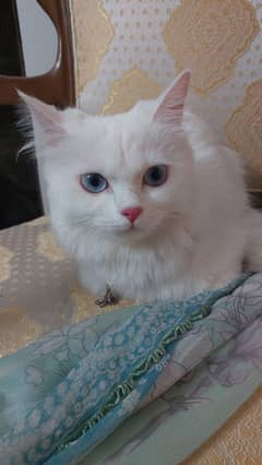 tripple coat persian for  sale