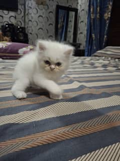 pure white, tripple coated persian kittens