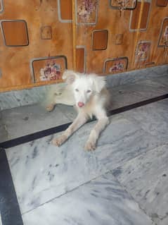 Adorable Russian Dog Hair Fluffy