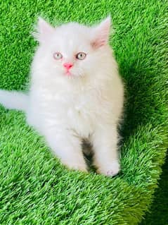 Persian