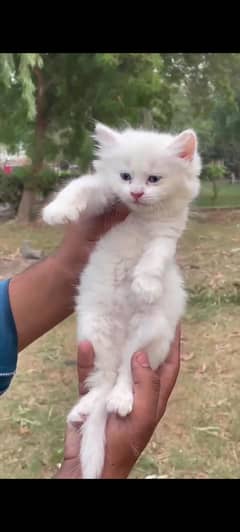 Persian