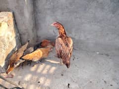 Aseel Hen Plus Dasi Chicks