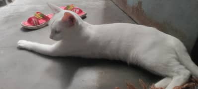 female cat for sale